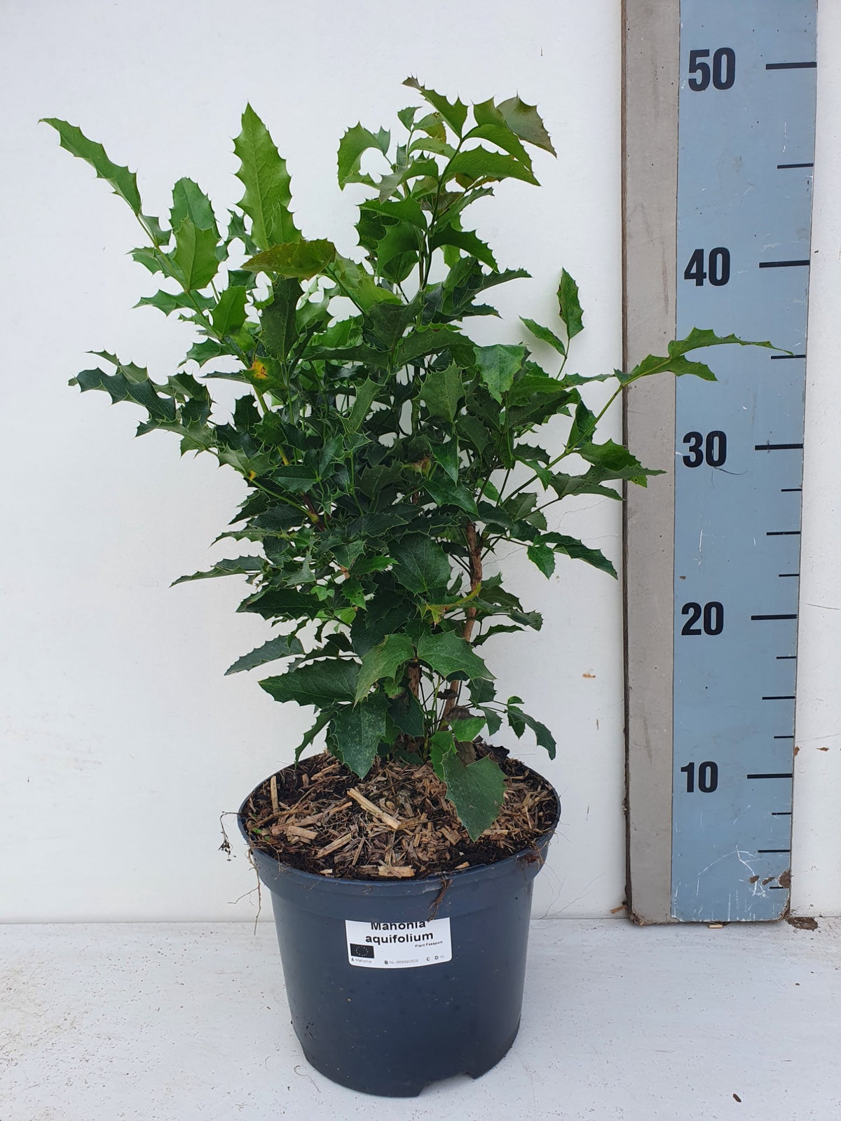 Mahonia aquifolium 50cm 17cm Pot