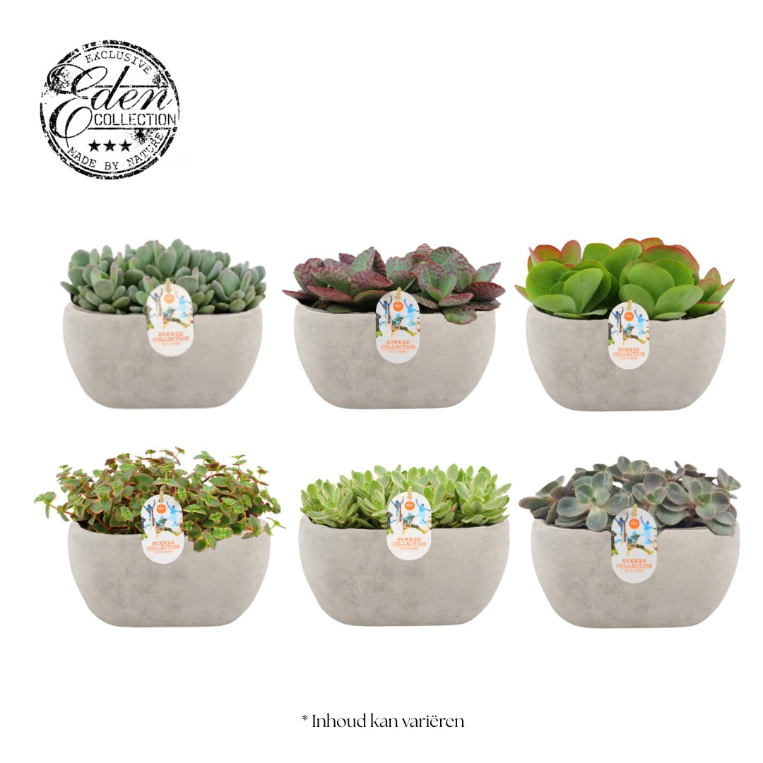 Succulent mix 20cm 25cm Pot