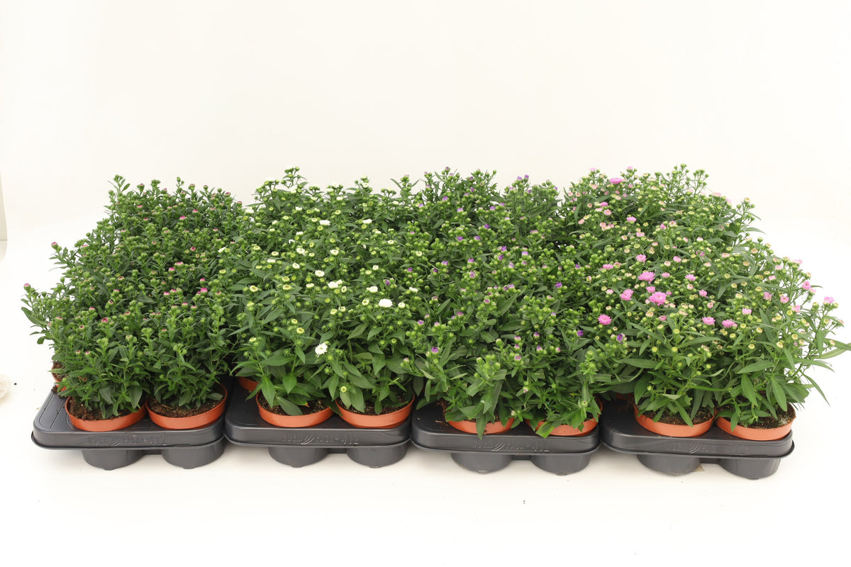 Aster nb. Starletta mix 20cm 10.5cm Pot