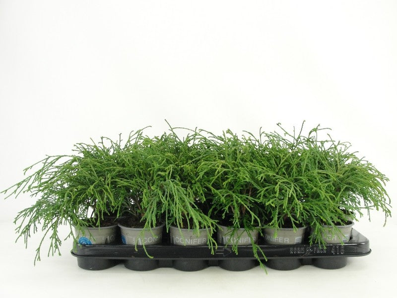 Bloemendaal, Fa.Kw. Chamaecyparis Filifera Nana Pack of 18