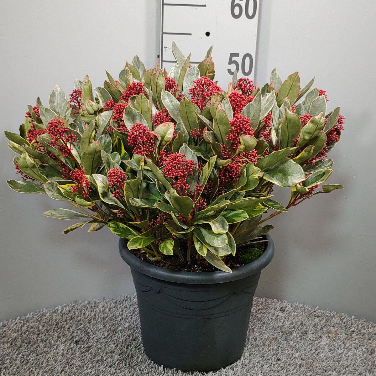 Skimmia japonica Perosa 55cm 27cm Pot
