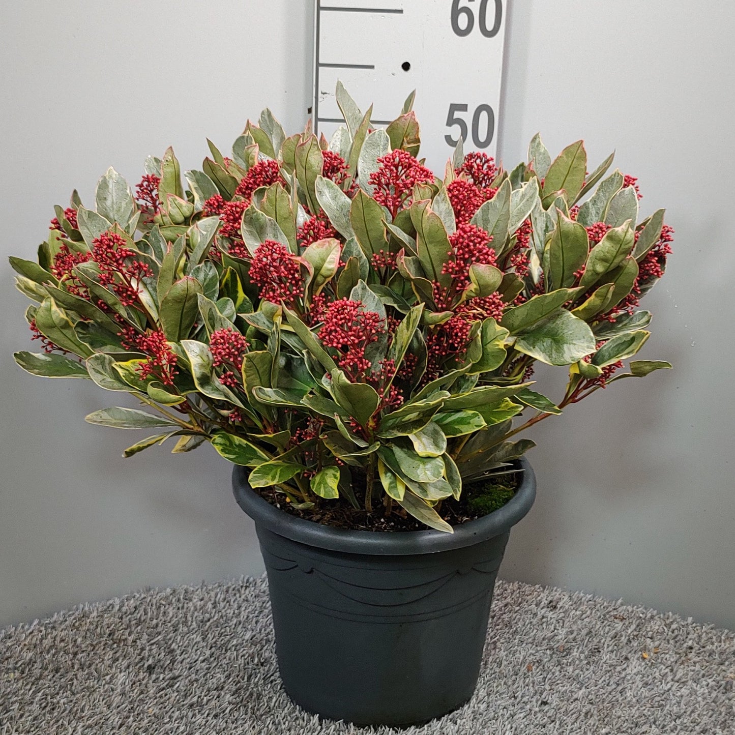 Bakhuijzen, J.W. Skimmia japonica Perosa Pack of 1