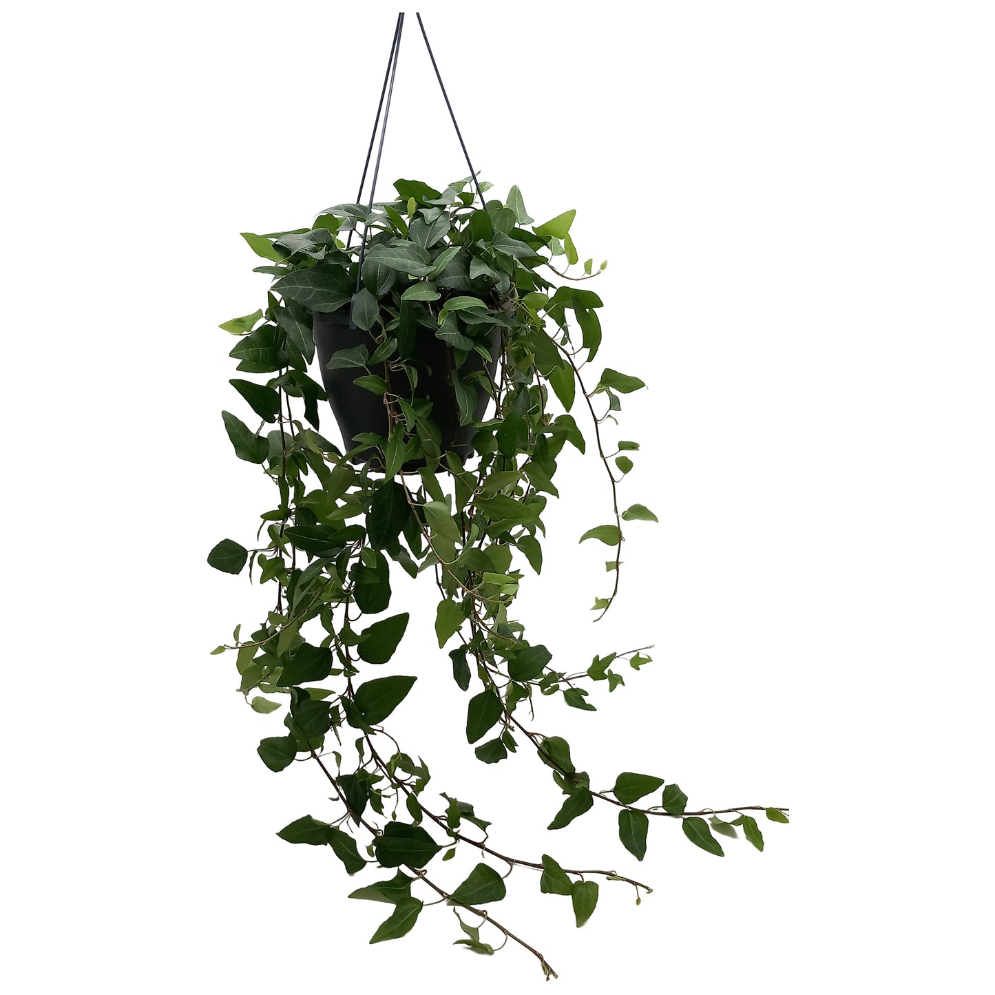 Hedera helix 19cm Pot