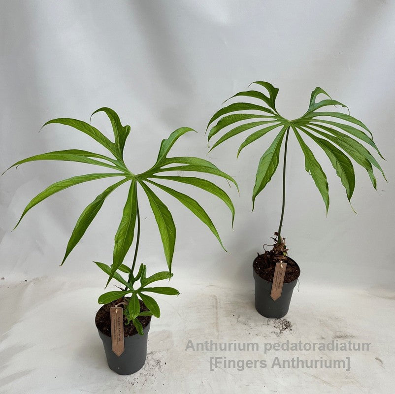 Plants 70cm 15cm Pot