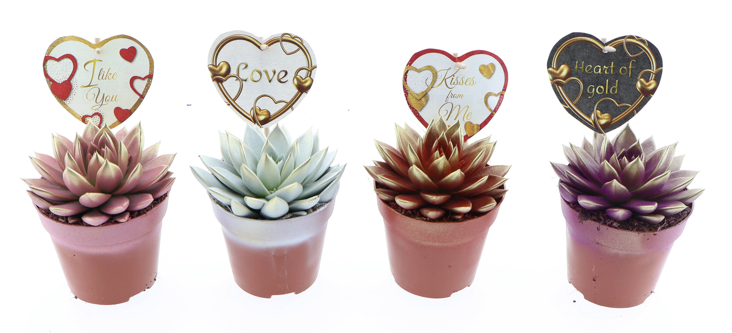 Miranda 2 colors + love etiket 18cm 12cm Pot