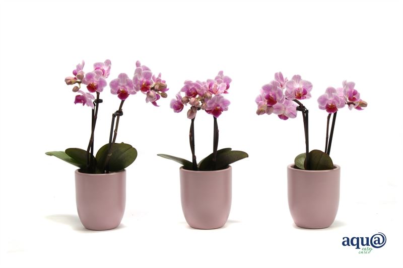 Phalaenopsis hybrid 17cm 6cm Pot