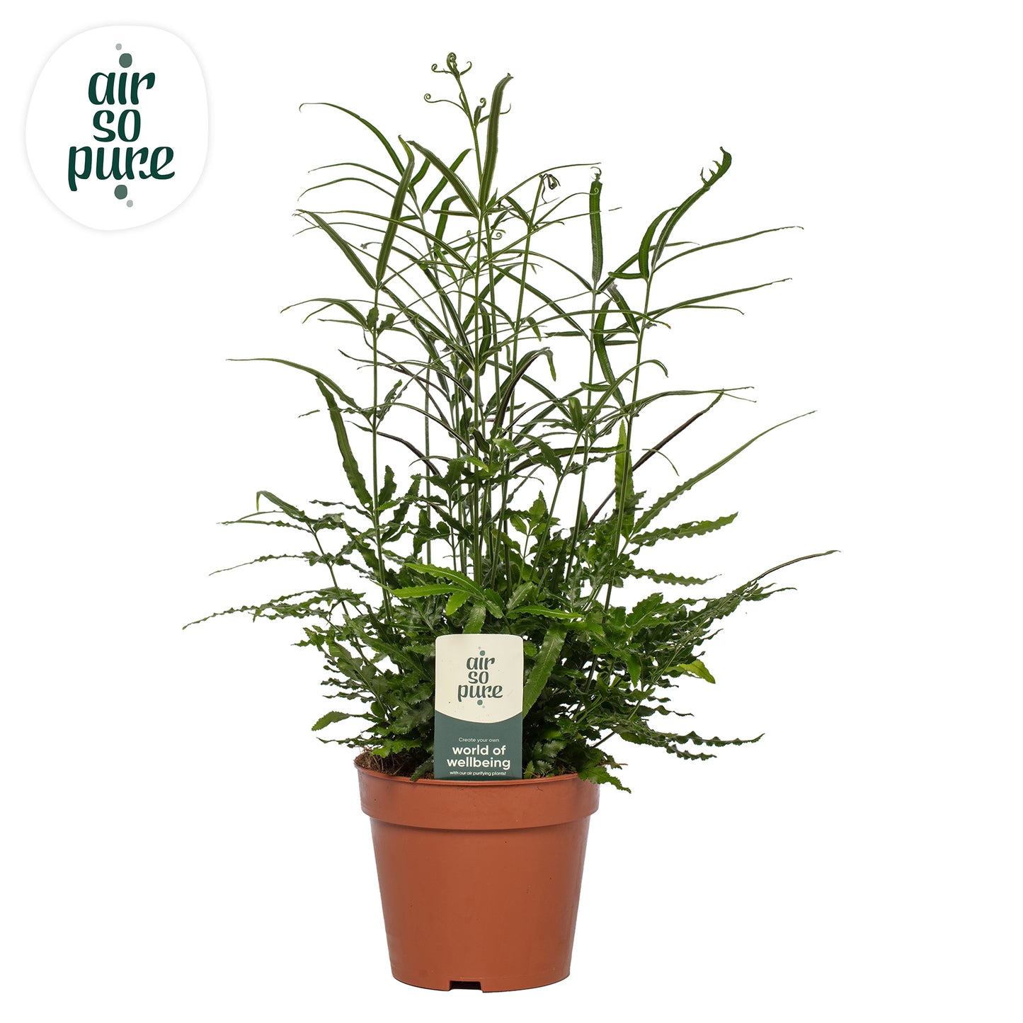 Pteris ensiformis Evergreen 35cm 12cm Pot