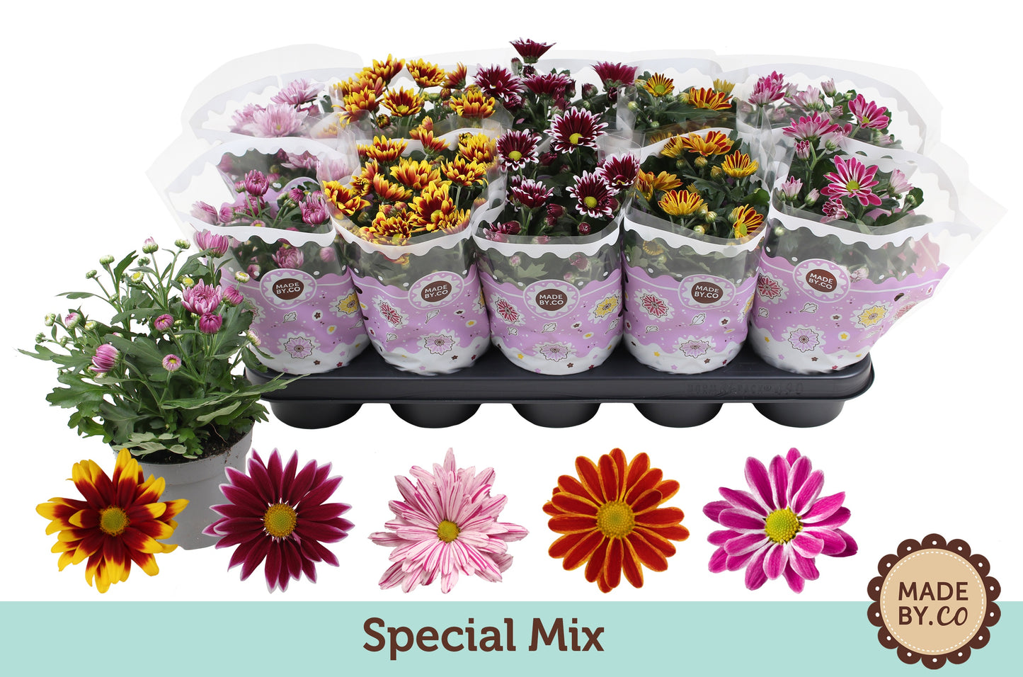 Chrysanthemum specials mix 25cm 12cm Pot