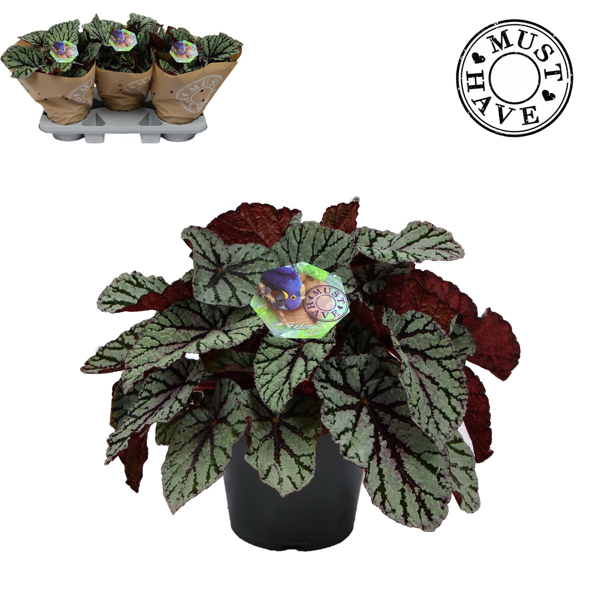Begonia Magic Colours Fedor 35cm 17cm Pot