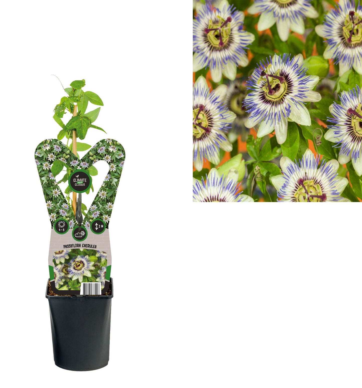Passiflora caerulea 40cm 11cm Pot