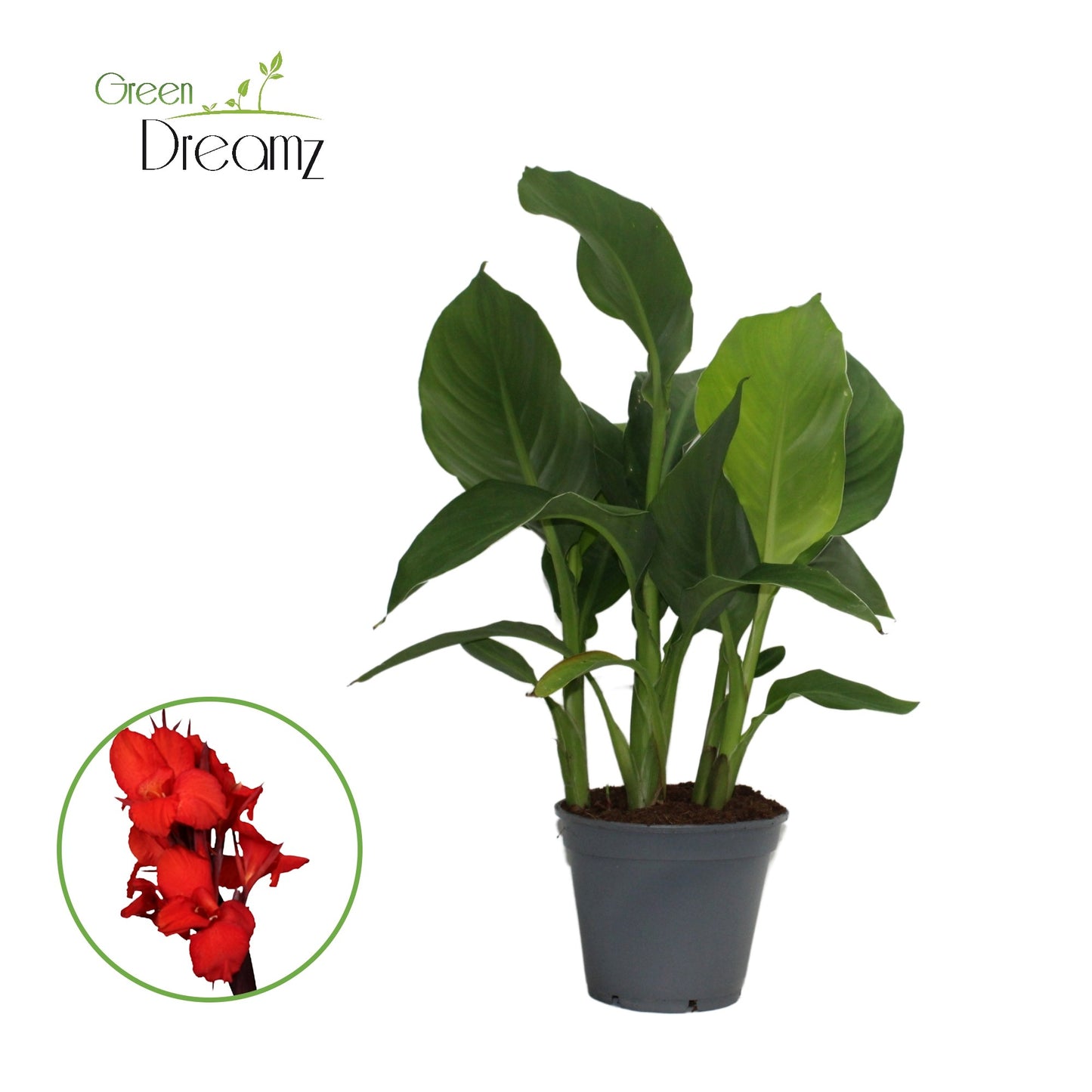 Canna Kreta 50cm 17cm Pot