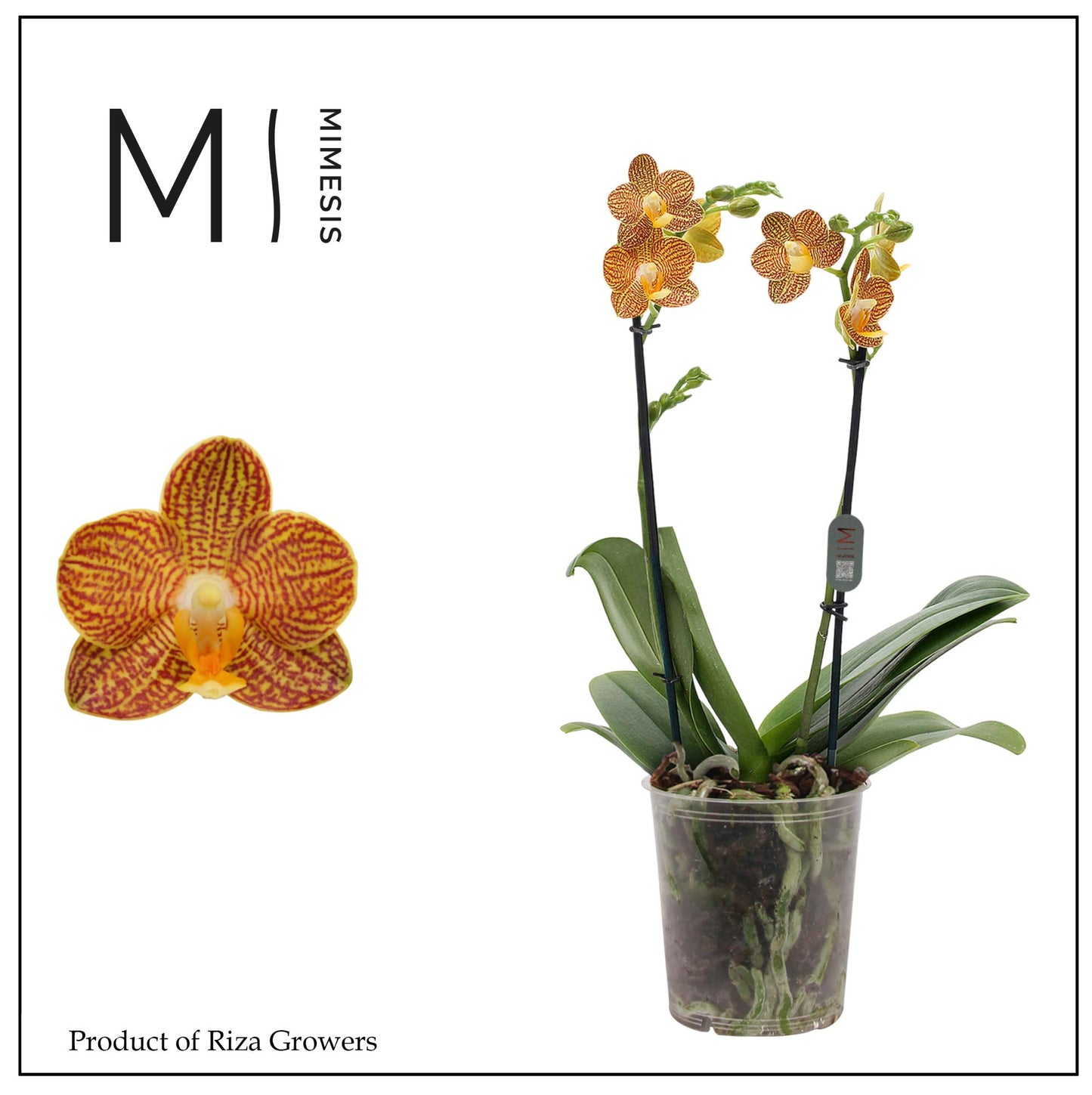 Phalaenopsis mf. Indian Summer 40cm 12cm Pot
