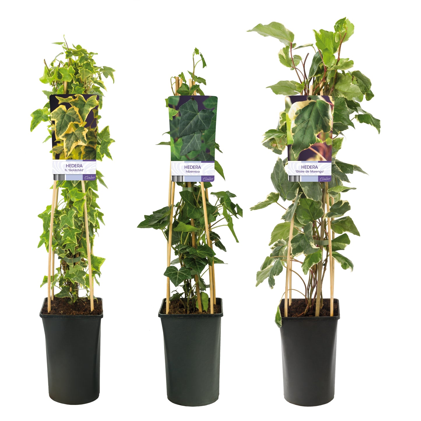 Hedera helix 17cm Pot