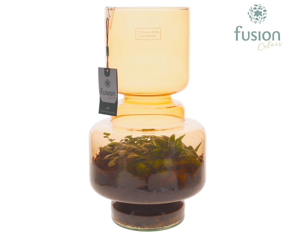 Green Bottle Lotte Large bruin met Terrarium arrangement 43cm 22cm Pot