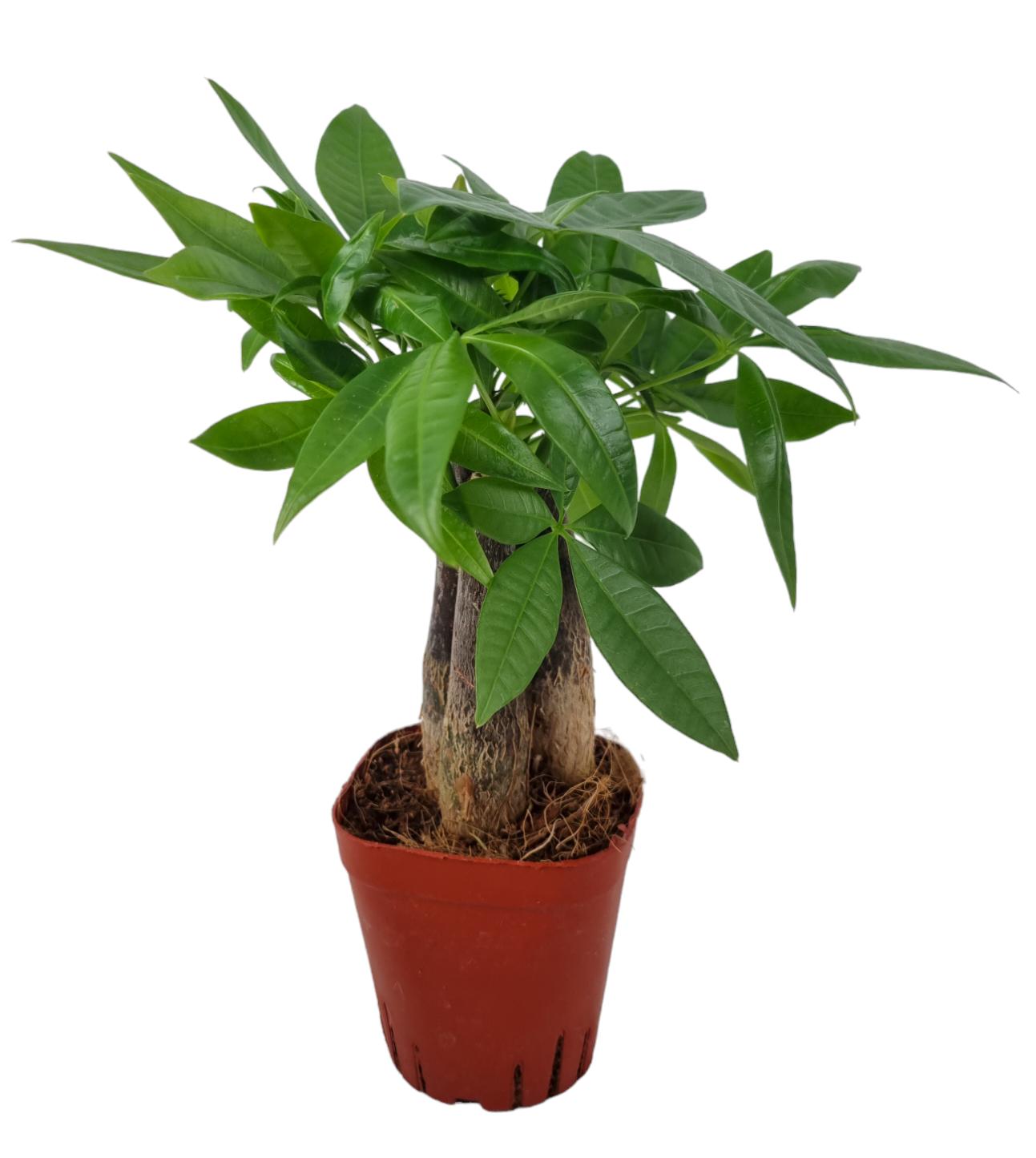 Pachira aquatica 22cm 7cm Pot