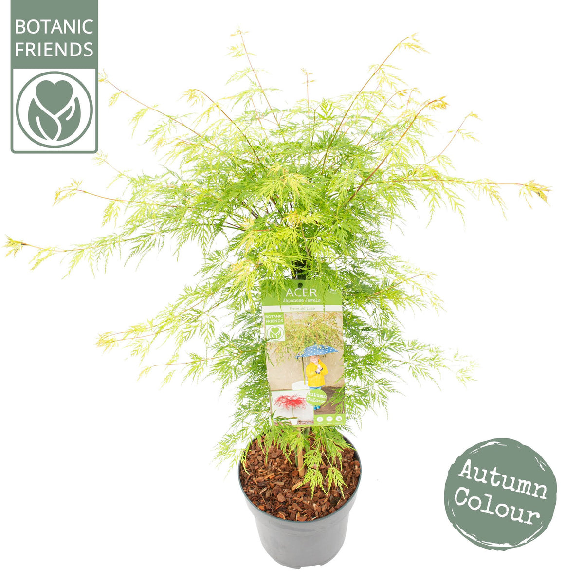 Acer Emerald Lace 80cm 24cm Pot