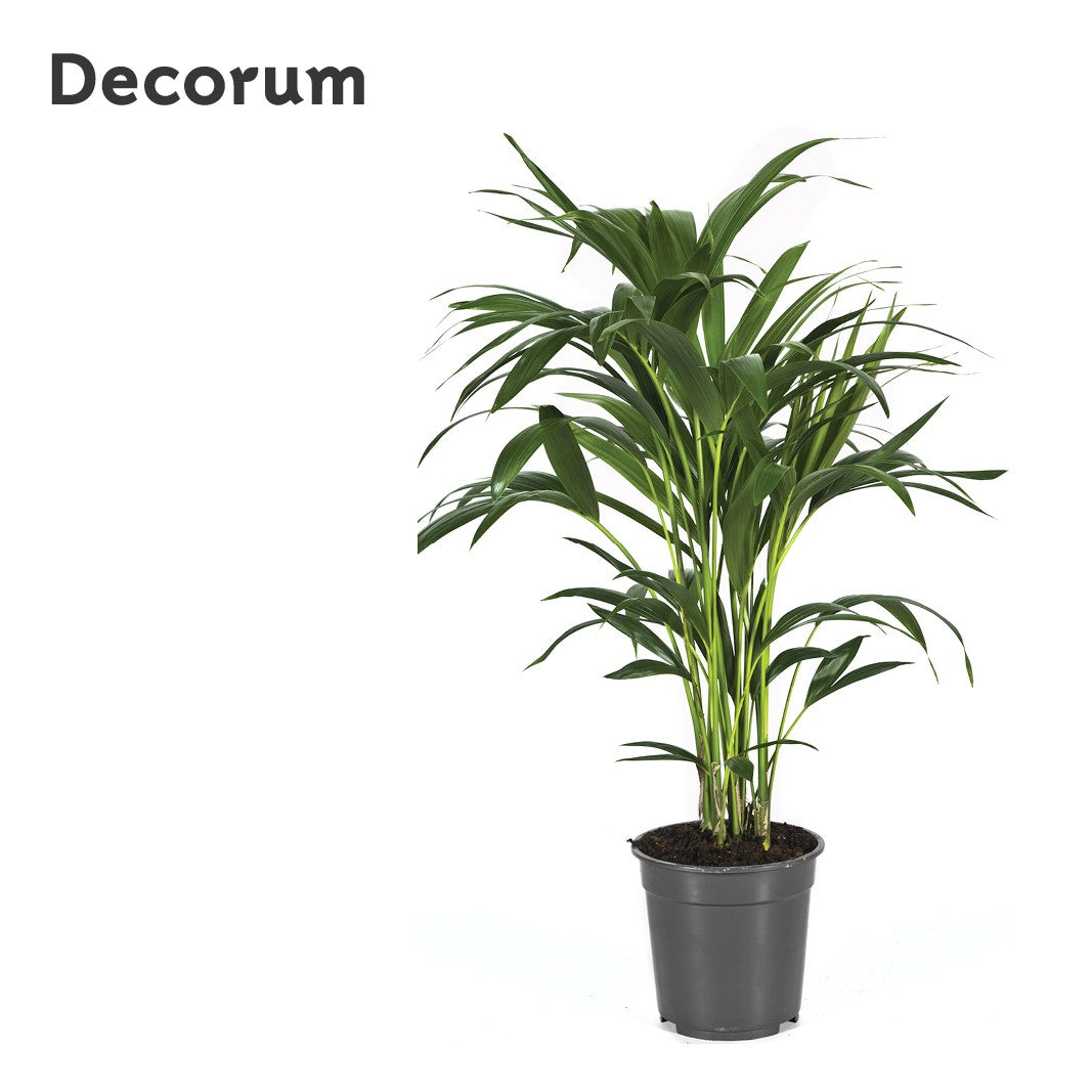 Howea forsteriana 90cm 21cm Pot