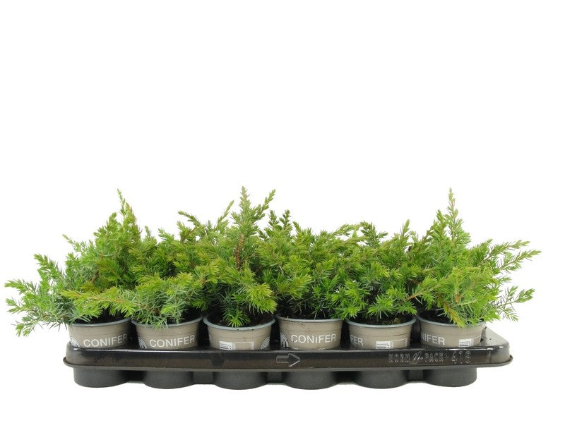 Juniperus Schlager 20cm 9cm Pot