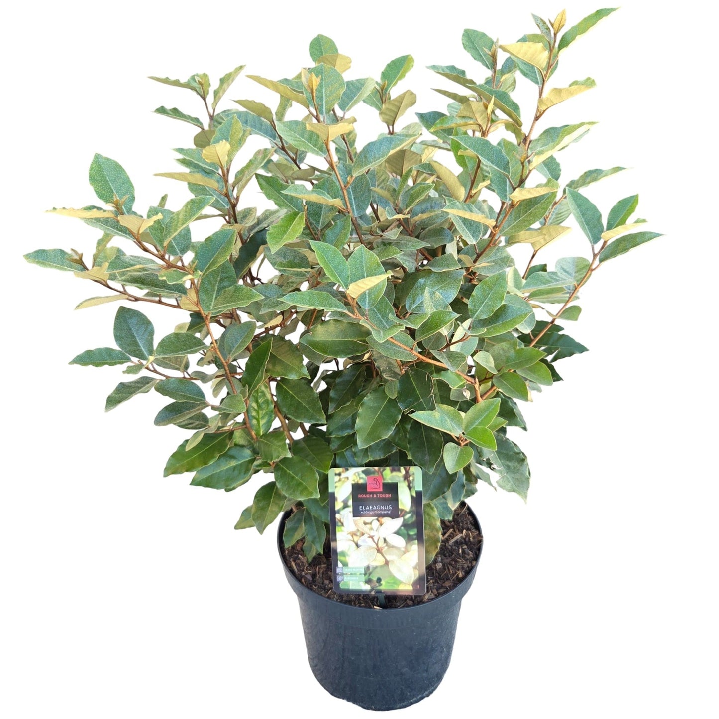 Elaeagnus ebb. Compacta 80cm 26cm Pot