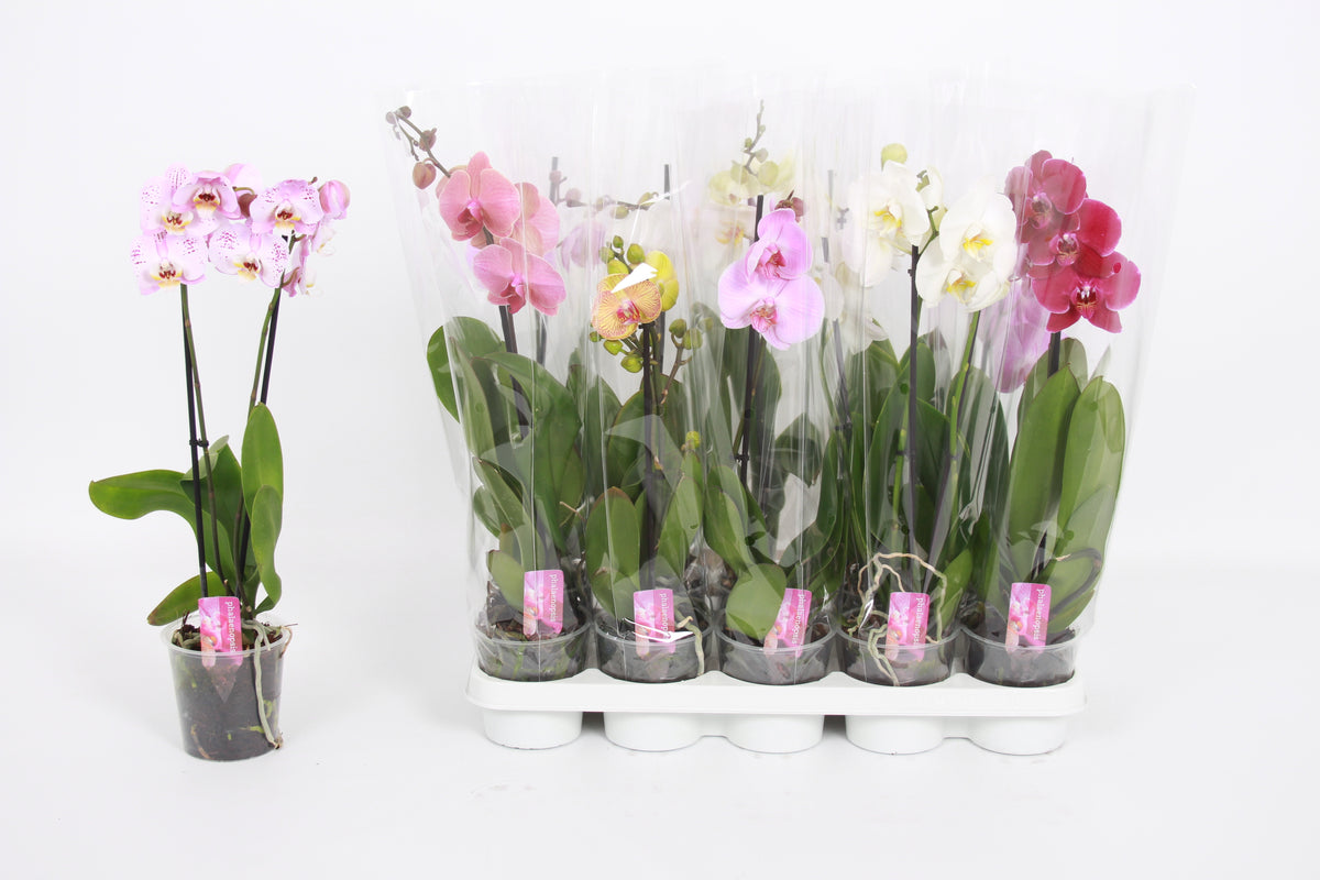 Phalaenopsis mix 50cm 12cm Pot