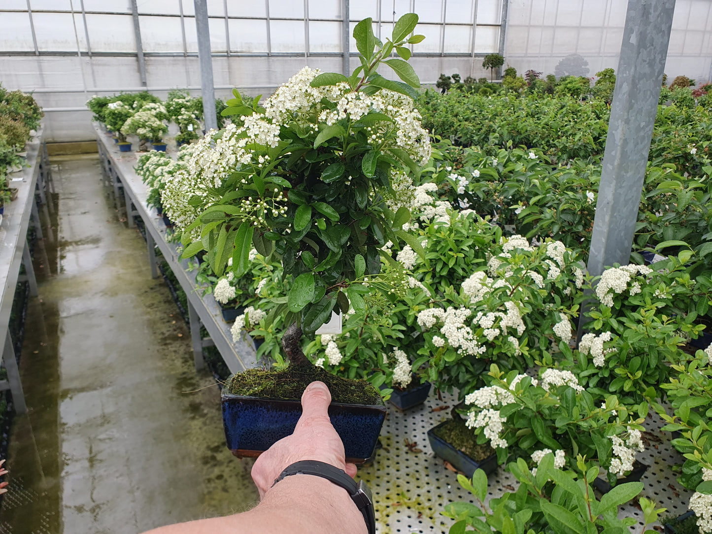 Lodder Bonsai BV Pyracantha angustifolia Pack of 7