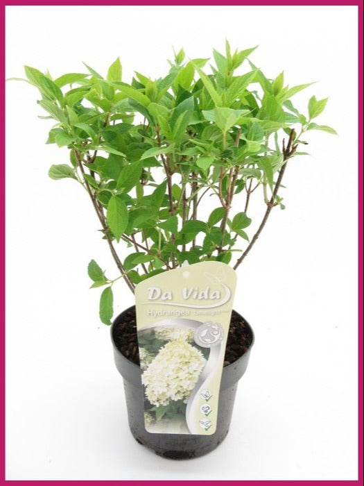 Hydrangea pan. Limelight 40cm 19cm Pot