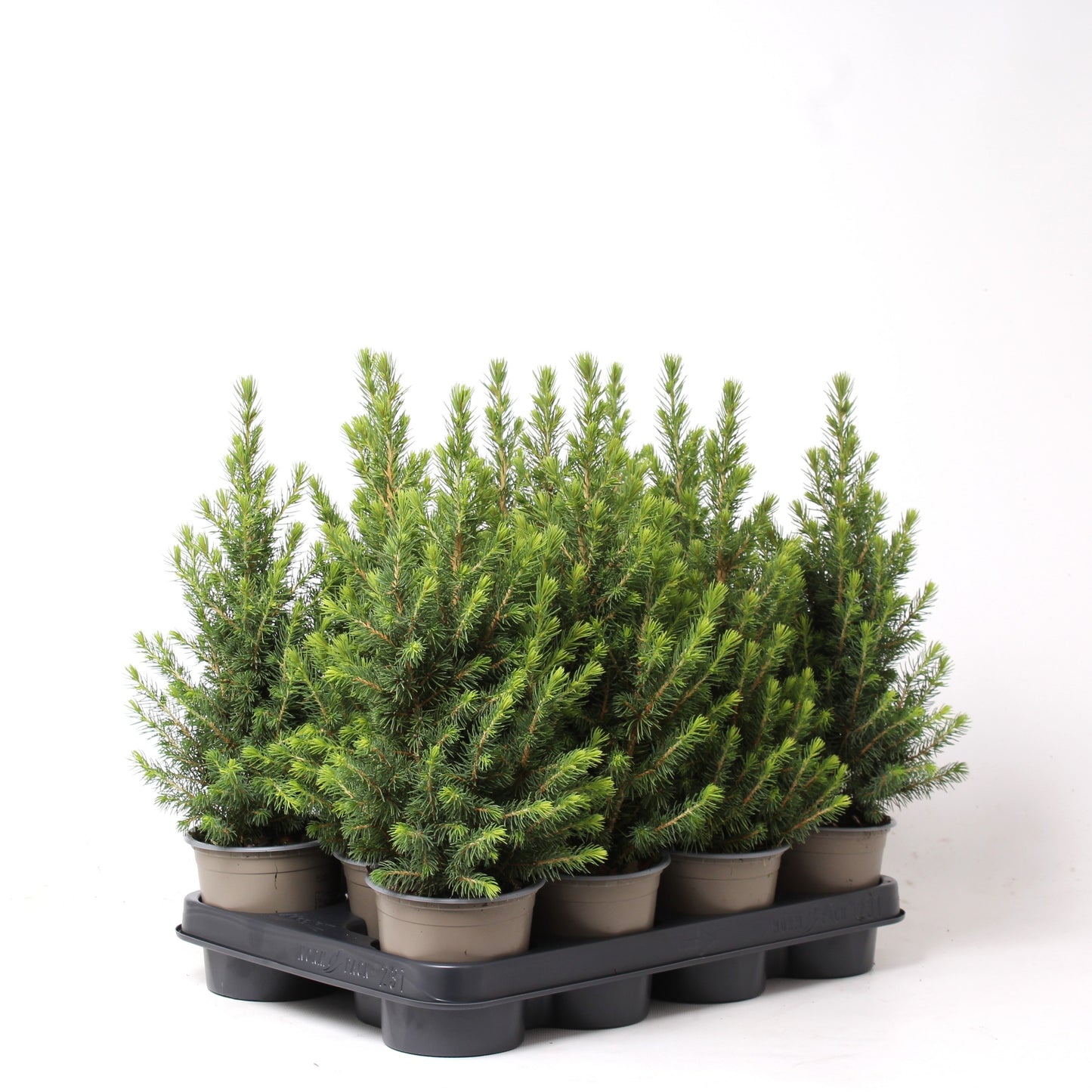 Picea glauca Perfecta 45cm 11cm Pot