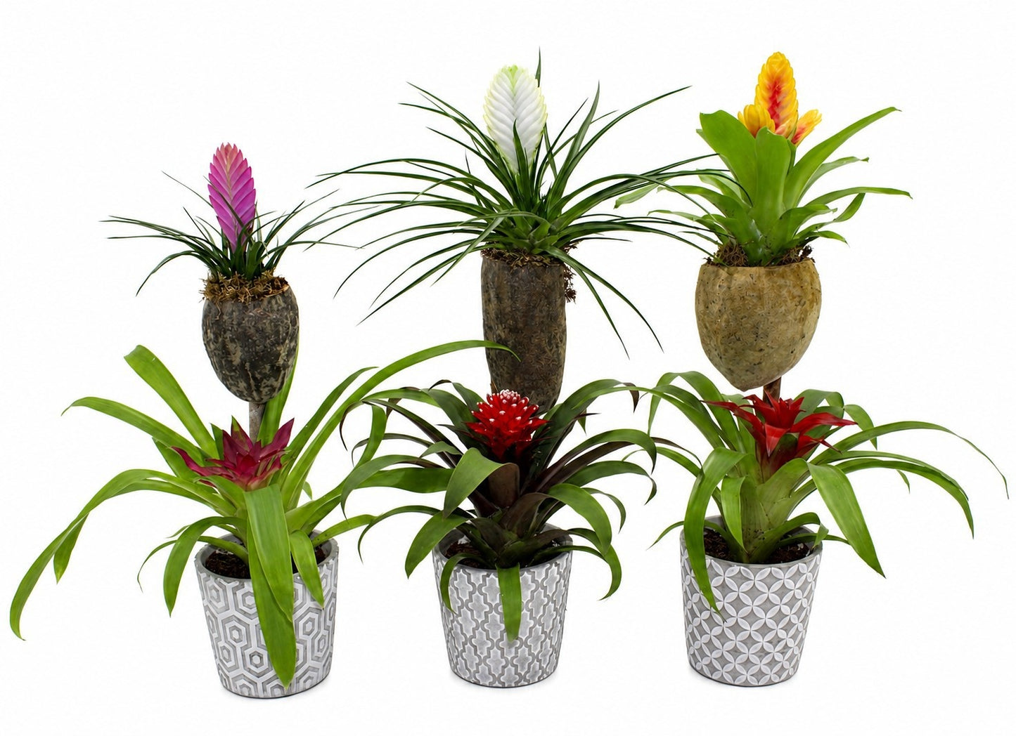 arr. Bromelia 65cm 12cm Pot