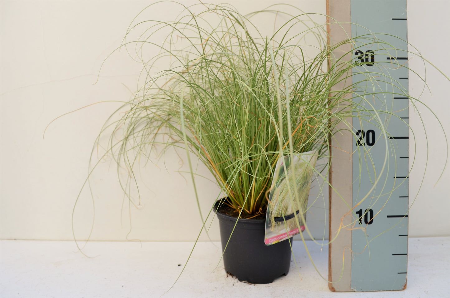 Carex coman Frosted Curls 25cm 13cm Pot