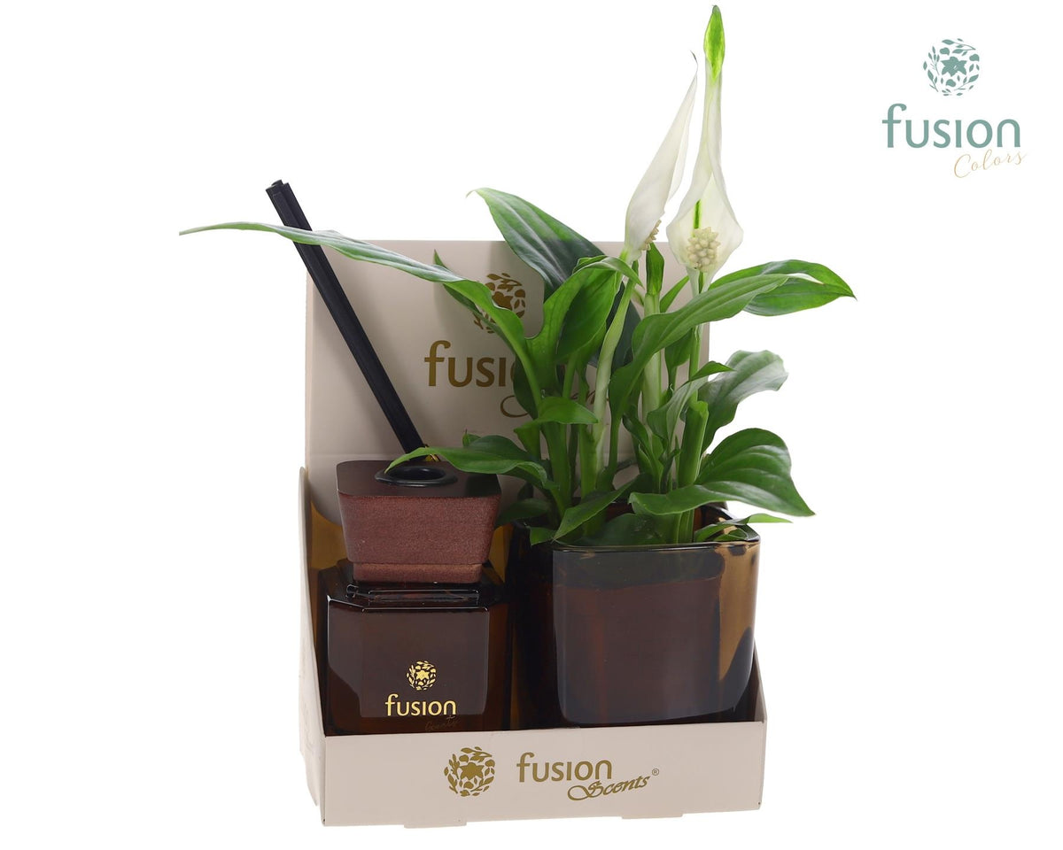 Fusion Scentsglazen gift set met Spathiphyllum 29cm 14cm Pot