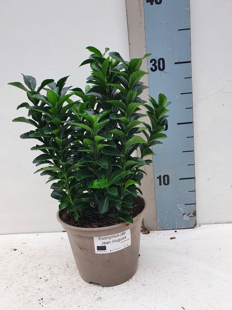 Euonymus Jean Hugues 25cm 13cm Pot