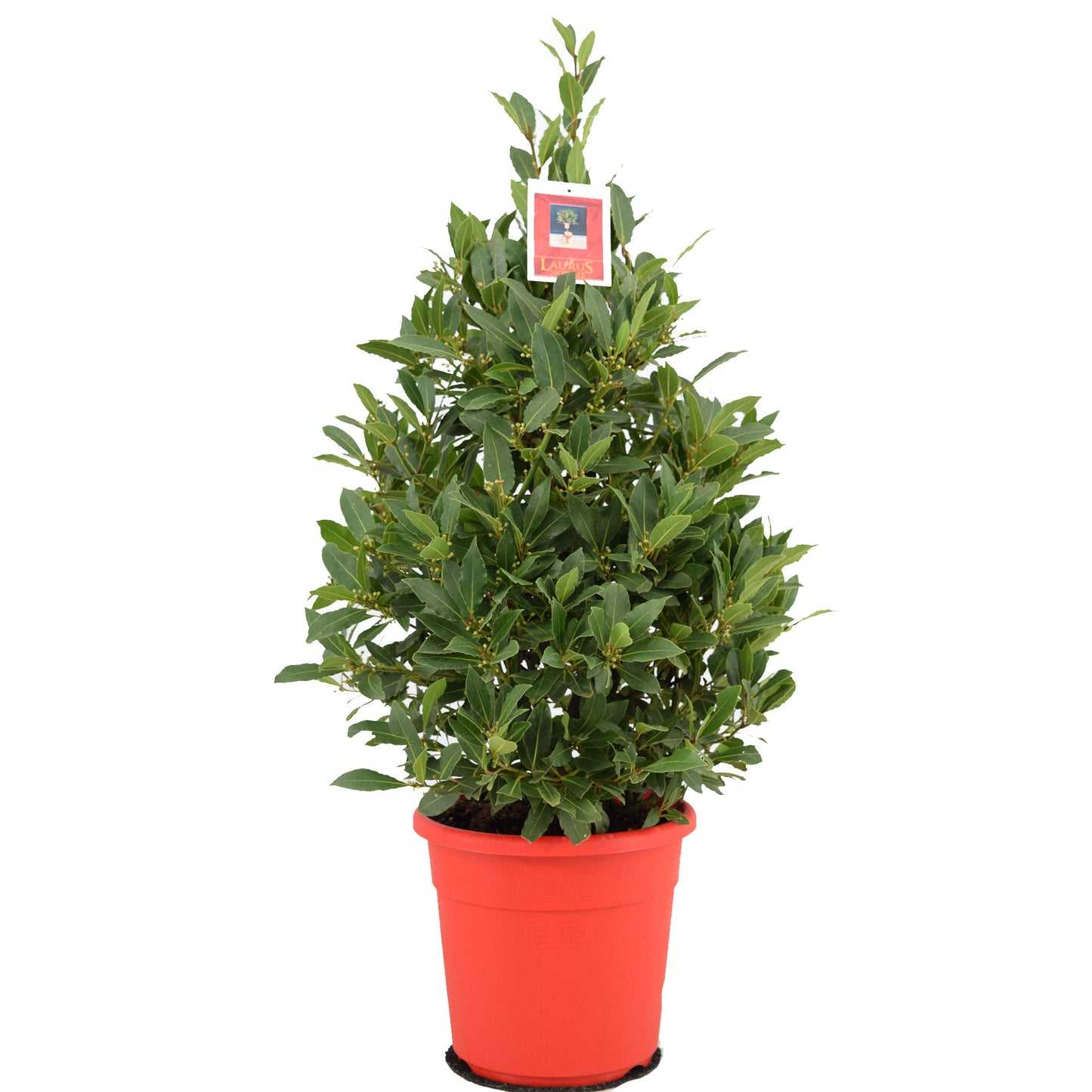 Laurus nobilis 90cm 25cm Pot
