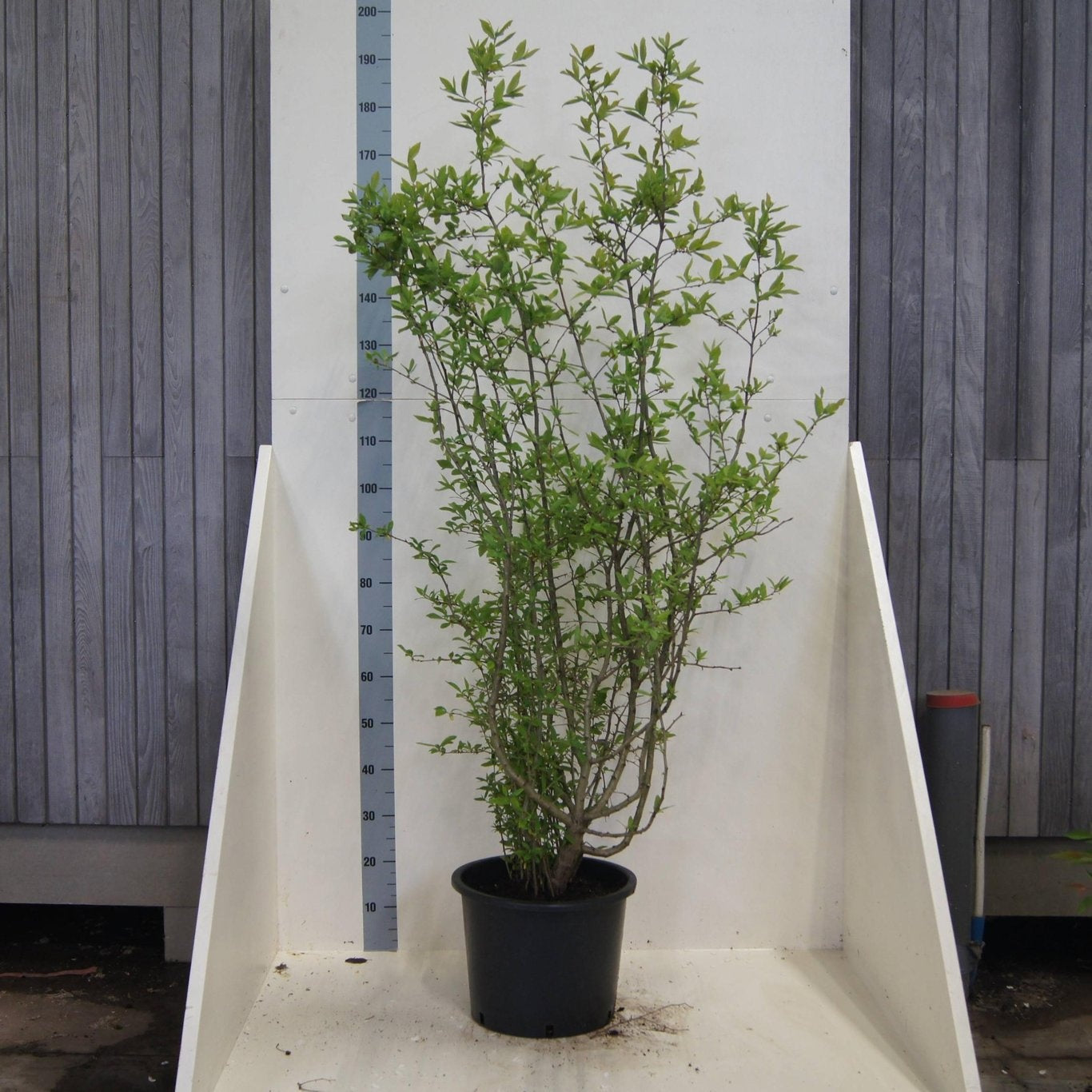 Mespilus germanica 175cm 40cm Pot