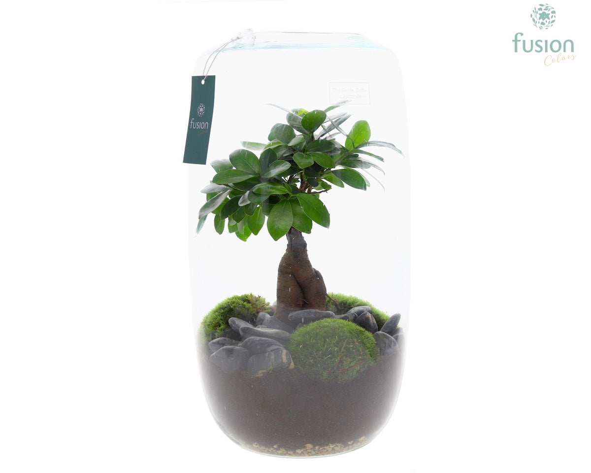 Ficus Ginseng in glass 43cm 23cm Pot