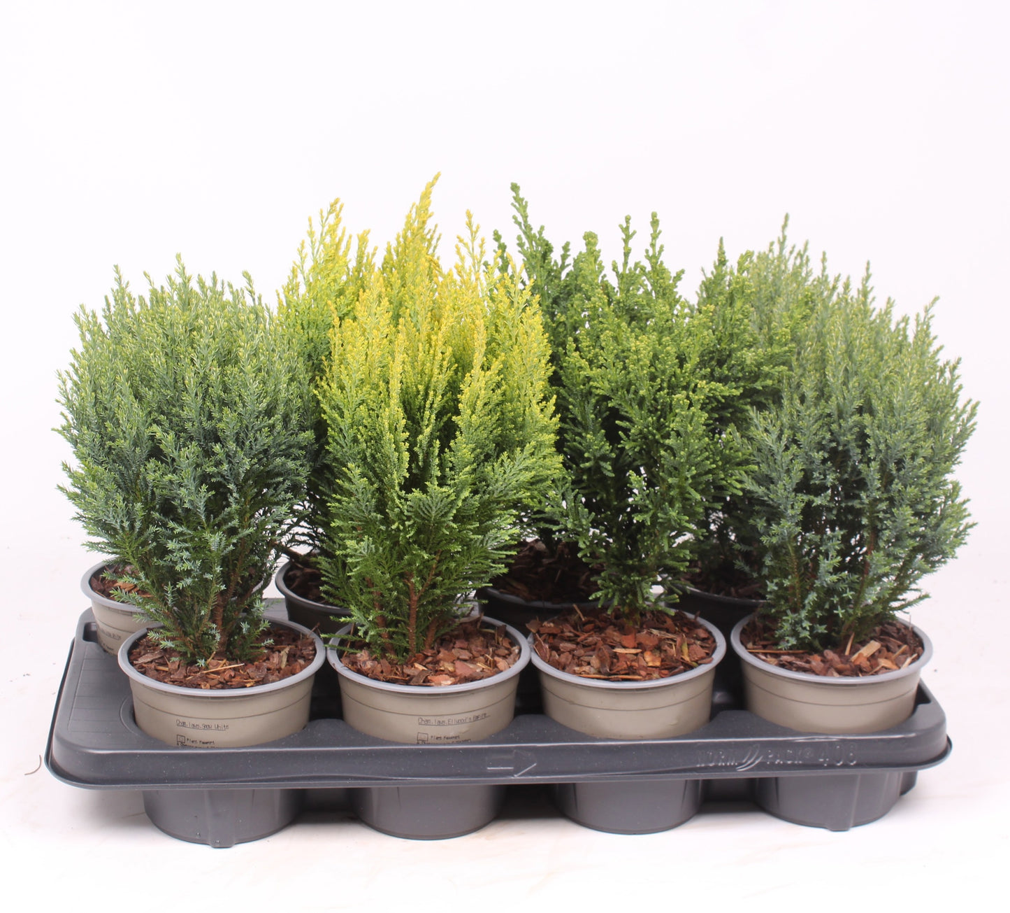 Chamaecyparis 35cm 13cm Pot