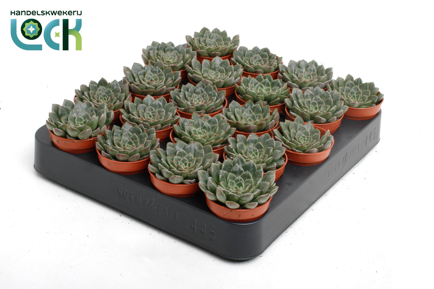 Lock, Handelskwekerij Echeveria Hybrid Pack of 20