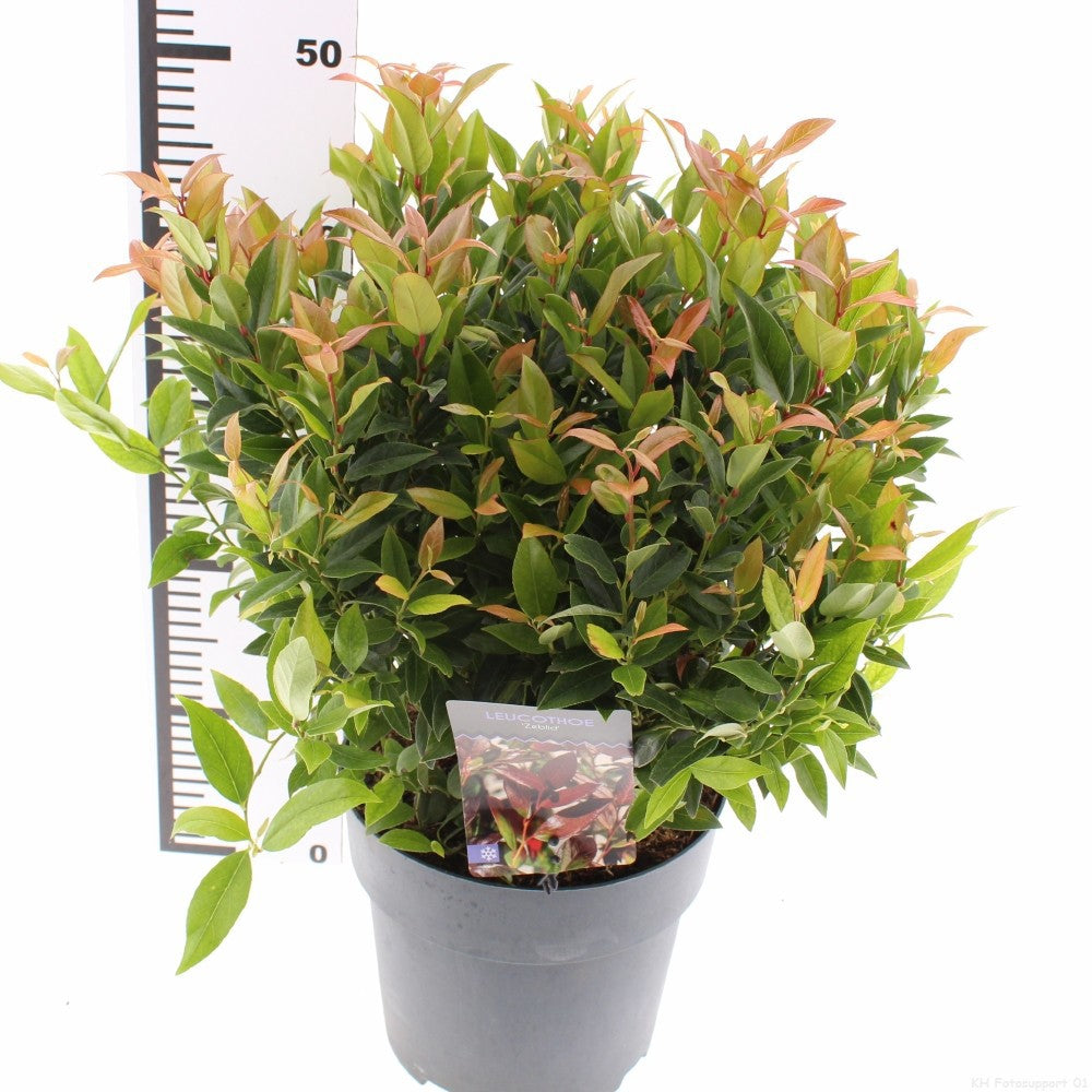 Leucothoe Zeblid 25cm 23cm Pot