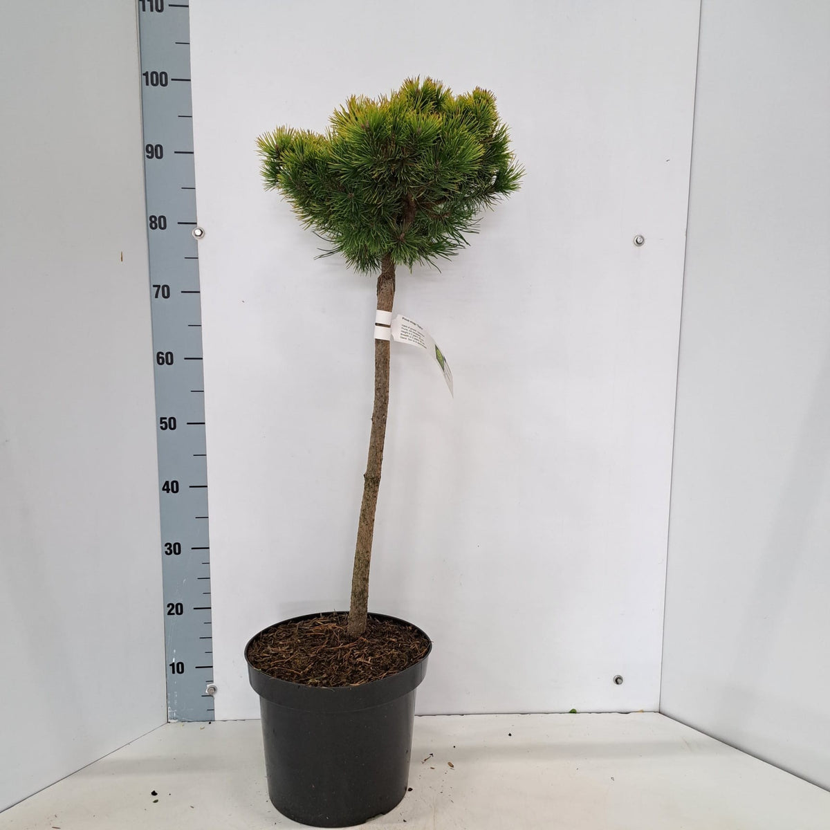Pinus mugo Ophir 50cm 26cm Pot