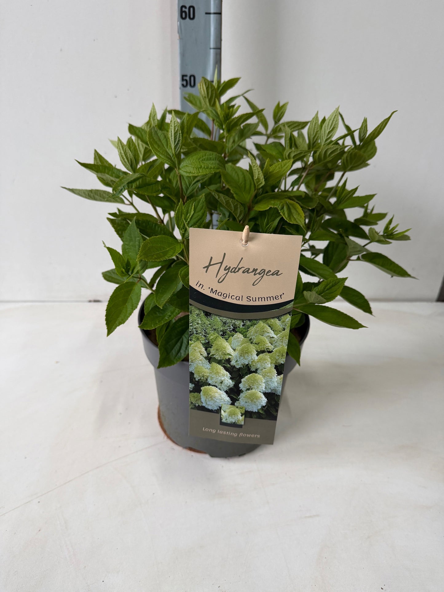 Hydrangea pan. Magical Summer 60cm 26cm Pot
