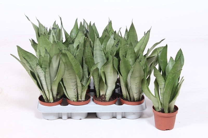 Sansevieria Moonshine 30cm 9cm Pot
