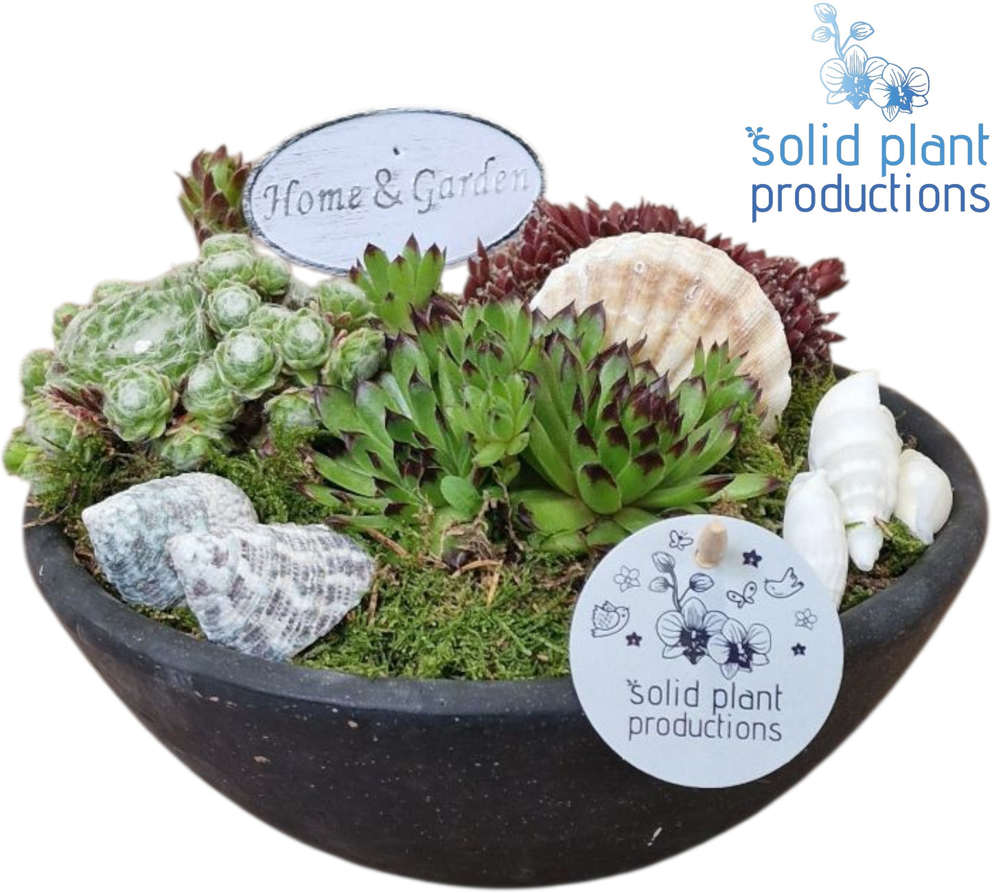 SMP004 Ebbi Mini Sempervivum 19cm 22cm Pot