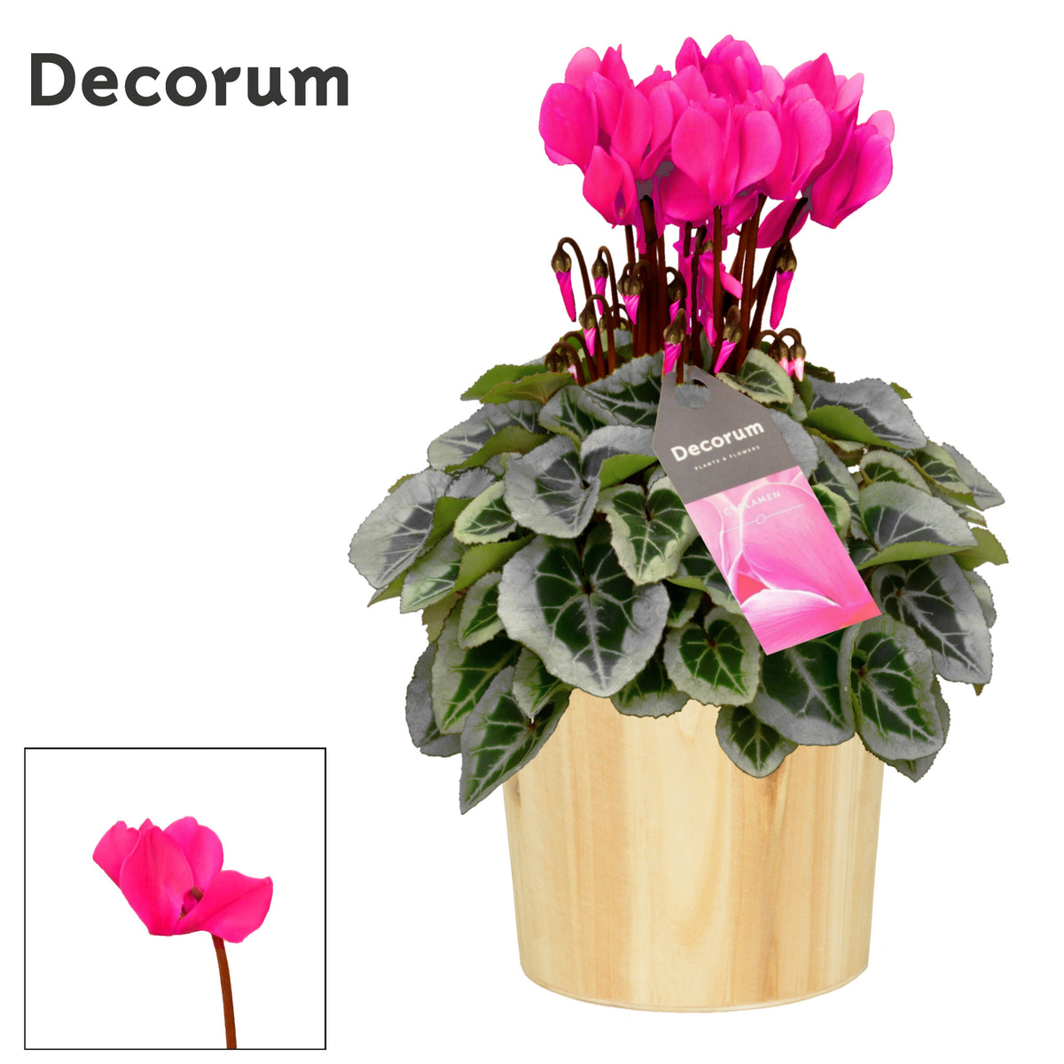 Cyclamen Picasso 25cm 14cm Pot