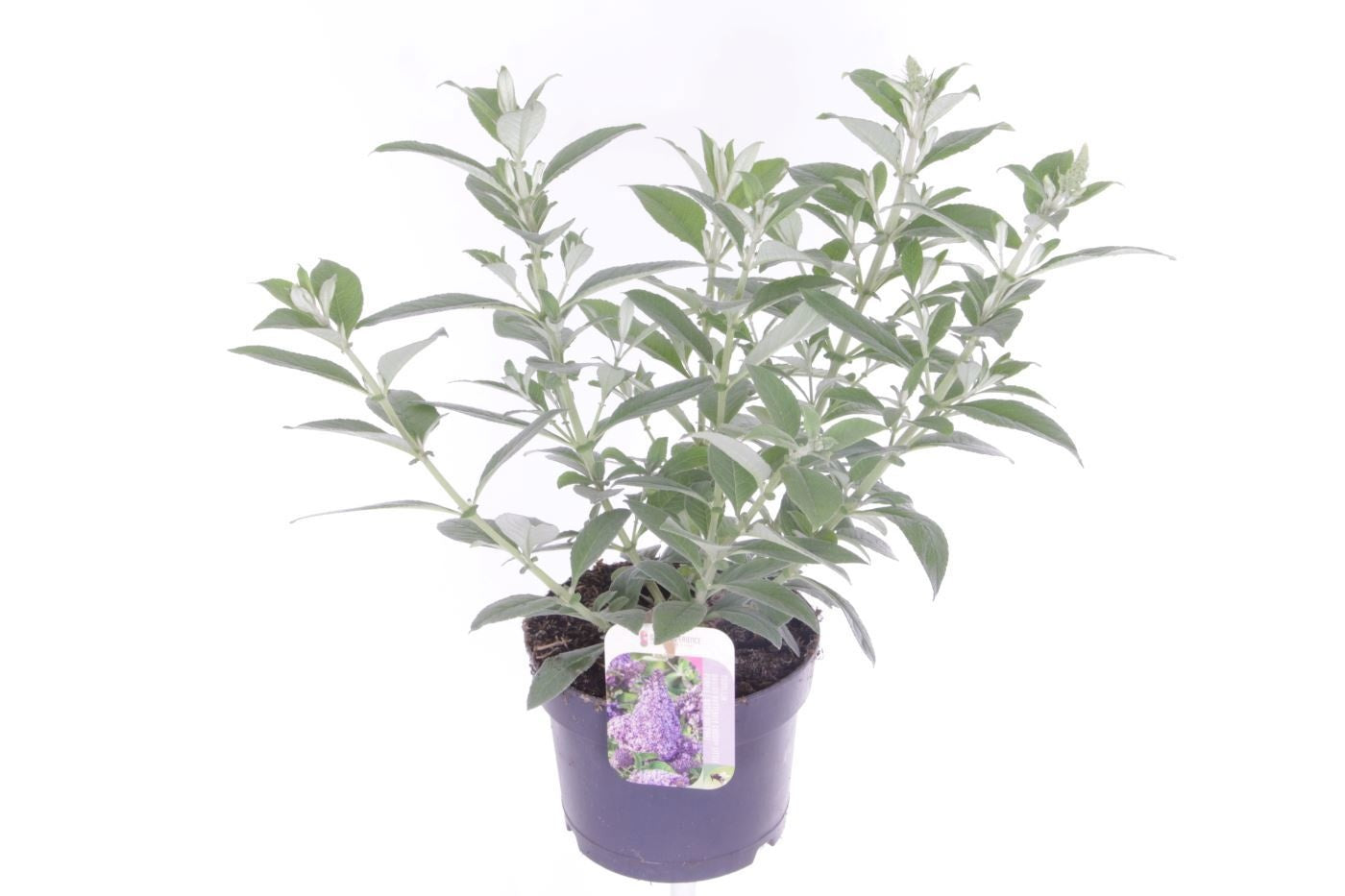 Buddleja Butterfly Candy Lila Sweetheart 50cm 17cm Pot