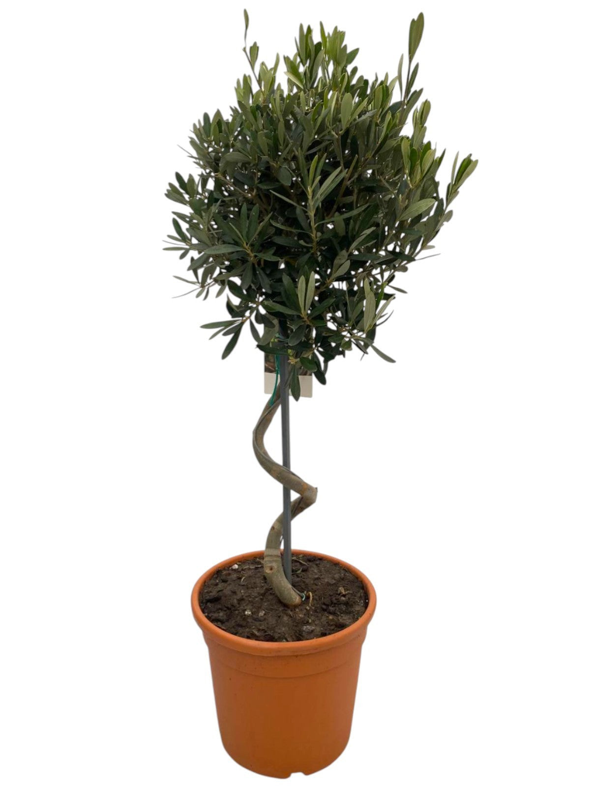 Olea europaea 100cm 26cm Pot
