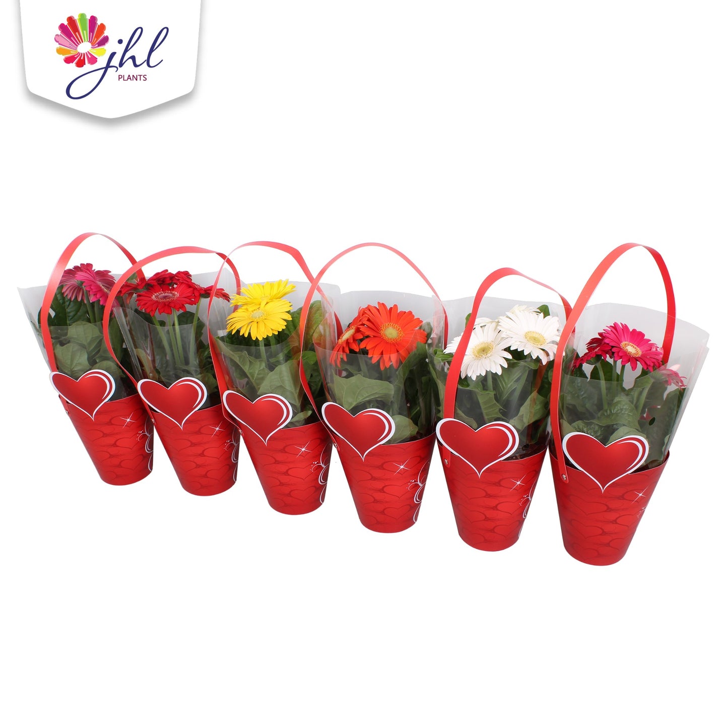 Gerbera Colourgame mix 25cm 13cm Pot