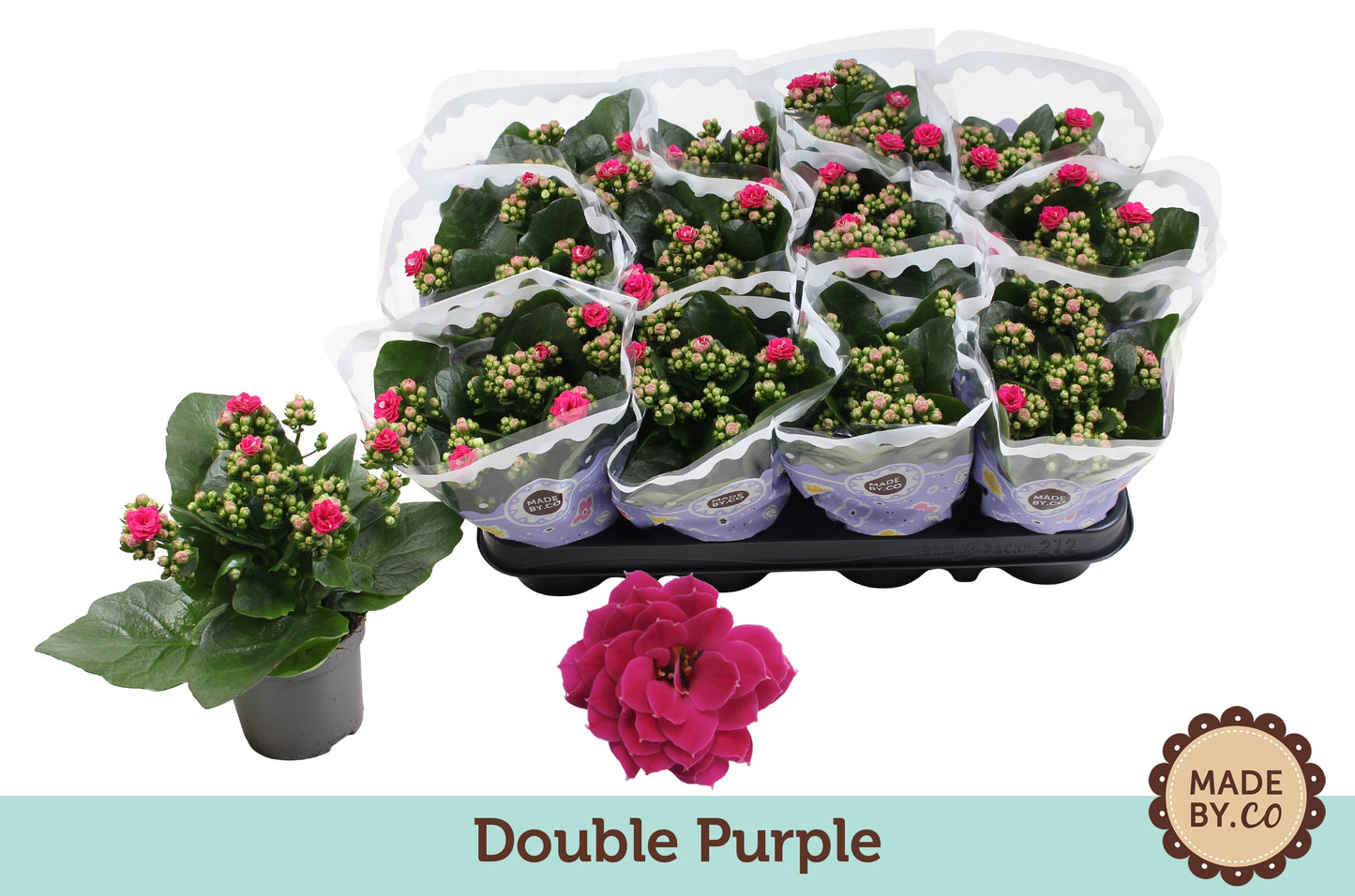 Kalanchoe purple 19cm 9cm Pot