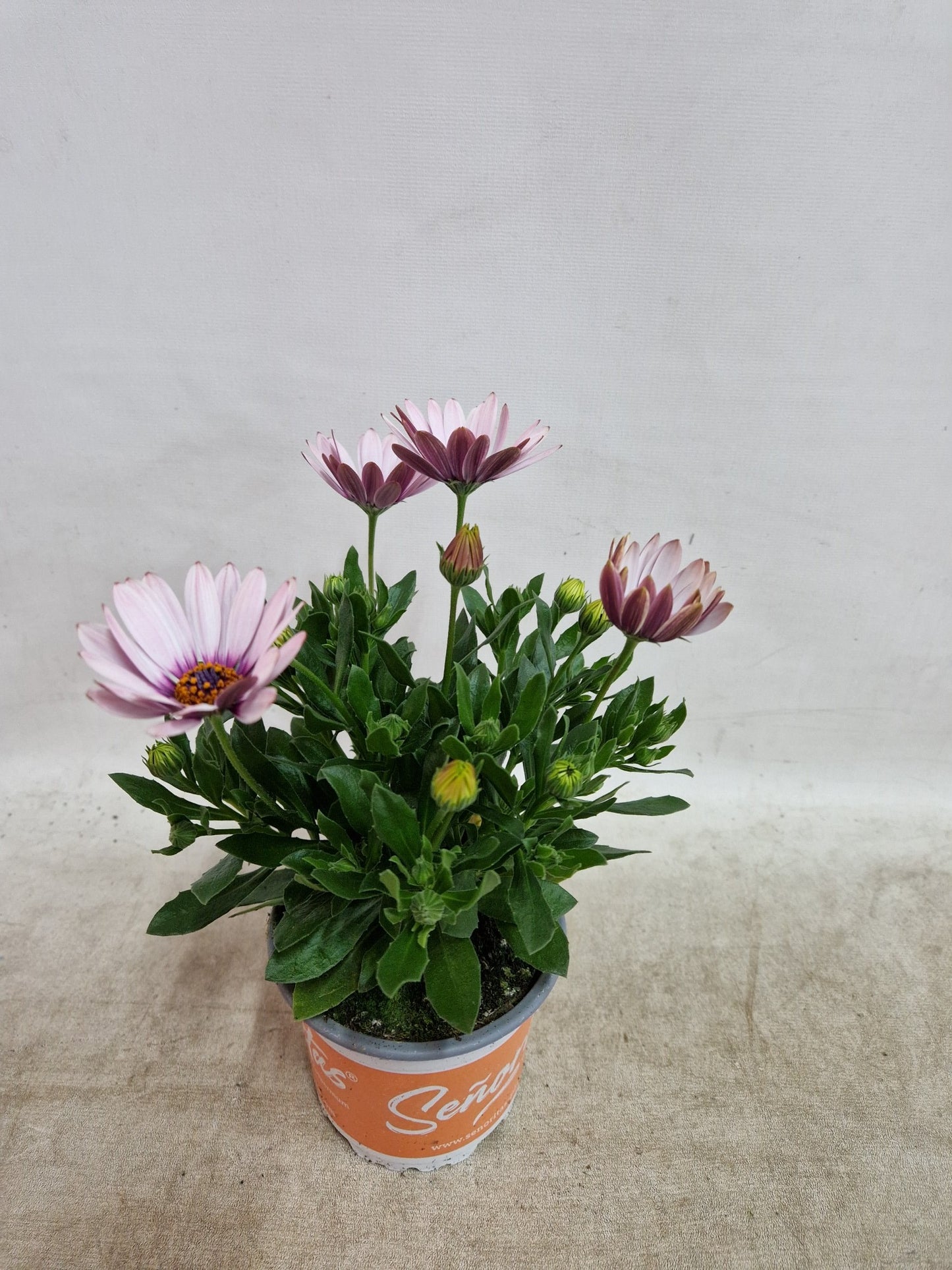 Osteospermum Senorita Lola 20cm 510cm Pot