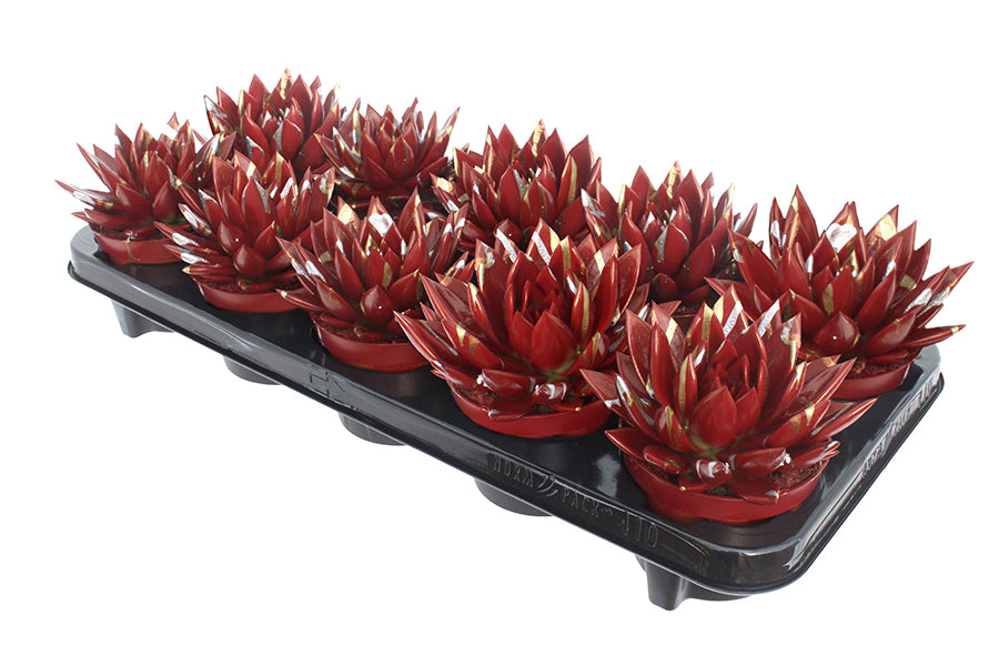 Echeveria coloured Splash red 13cm 10.5cm Pot