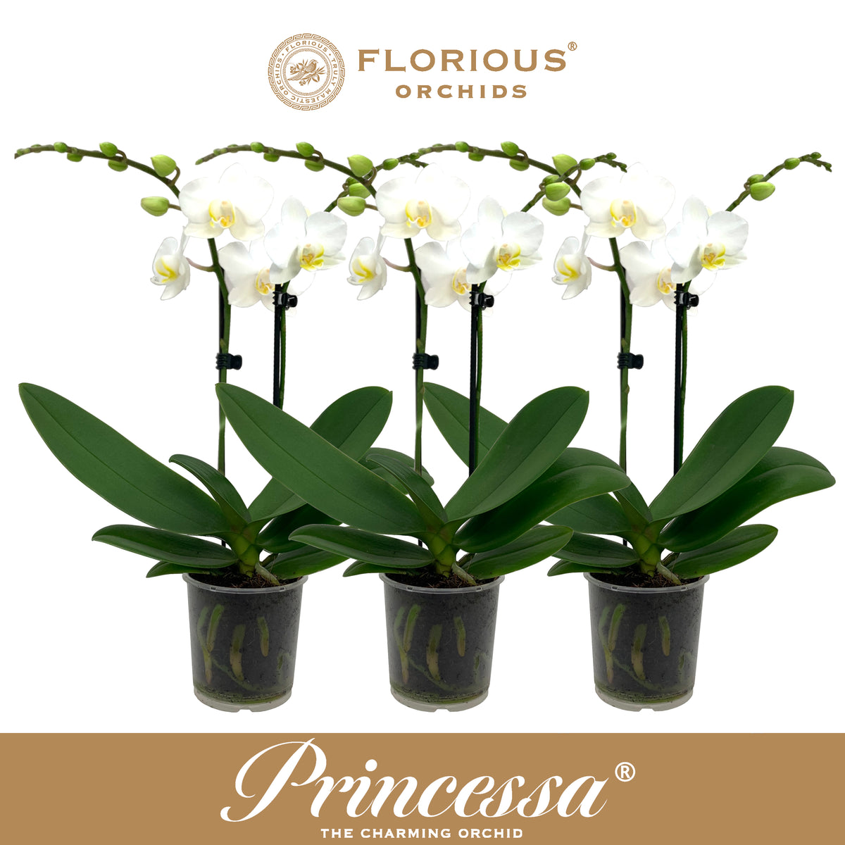 Phalaenopsis white 40cm 9cm Pot