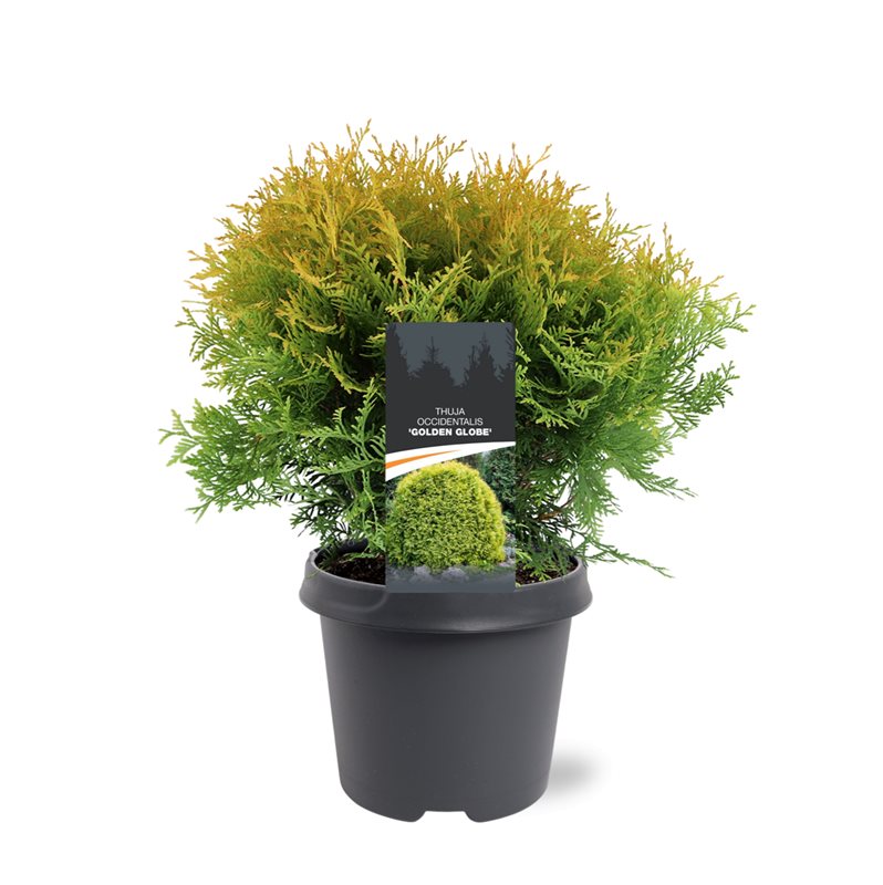 Thuja occidentalis Golden Globe 40cm 23cm Pot